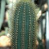 Pilosocereus_tillianus